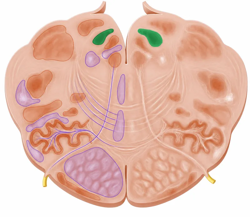 Transverse section of brainstem