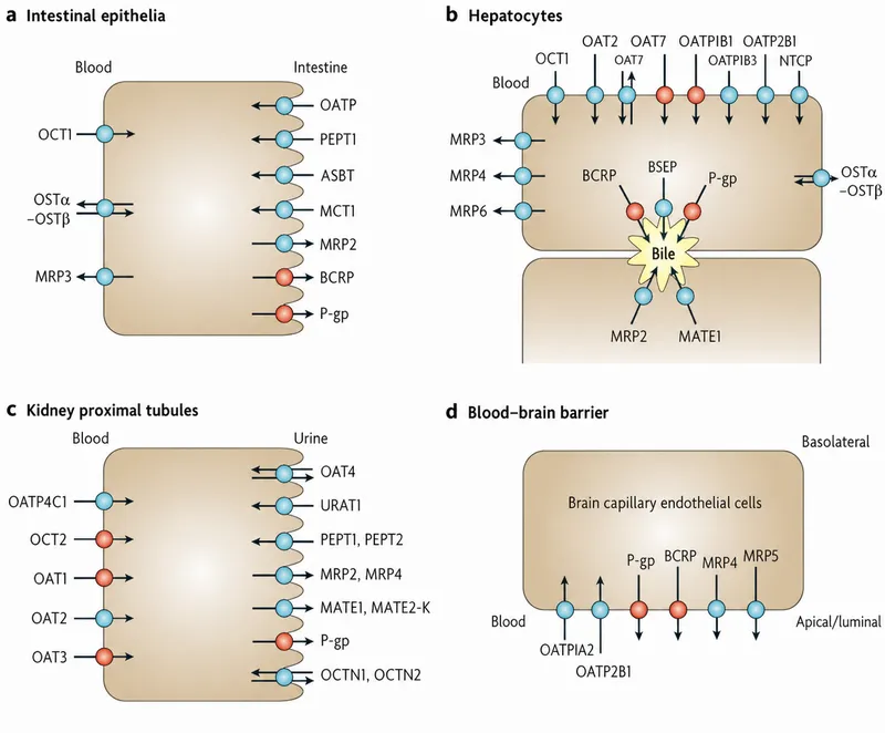 Drug Transporters in Intestine, Liver, Kidney, and Brain