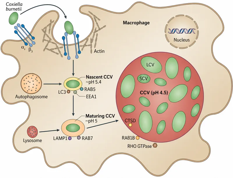 Coxiella burnetii pathogenesis in macrophages
