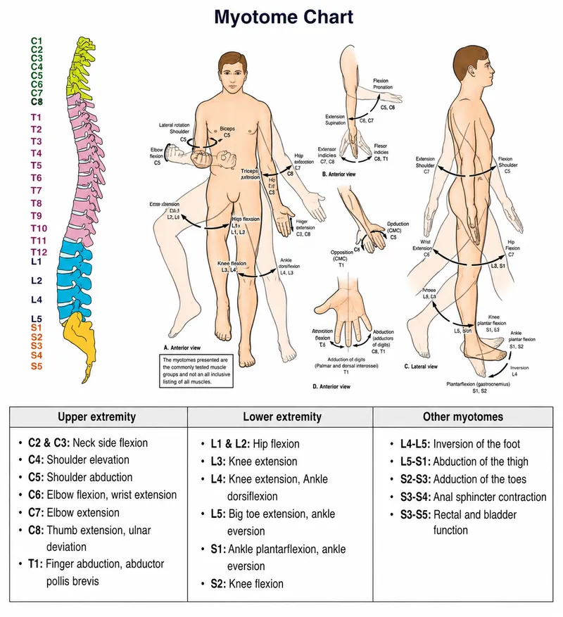 Myotome Chart with Corresponding Muscle Actions
