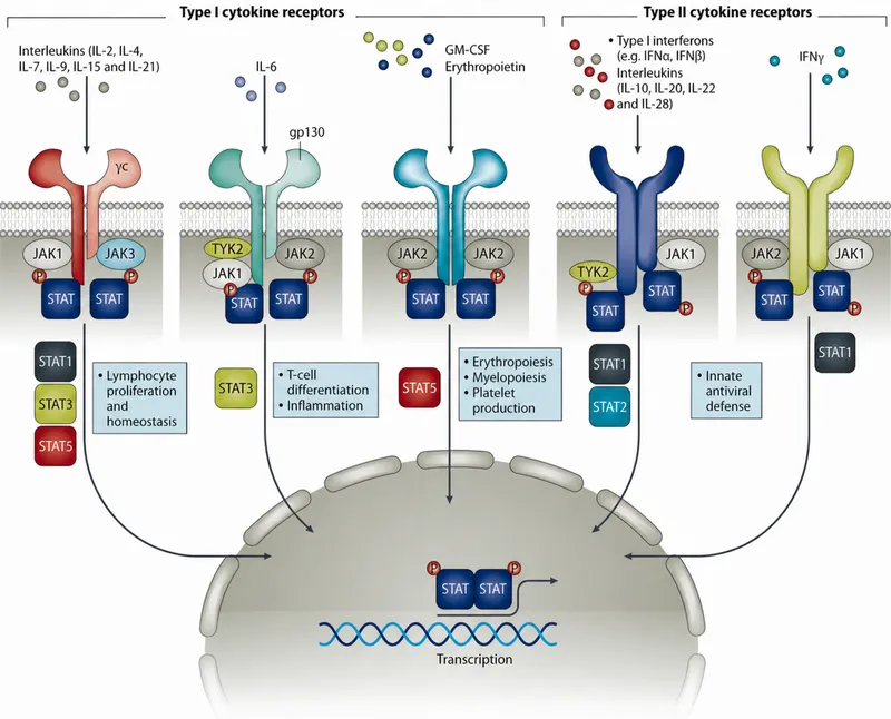 JAK-STAT signaling pathways