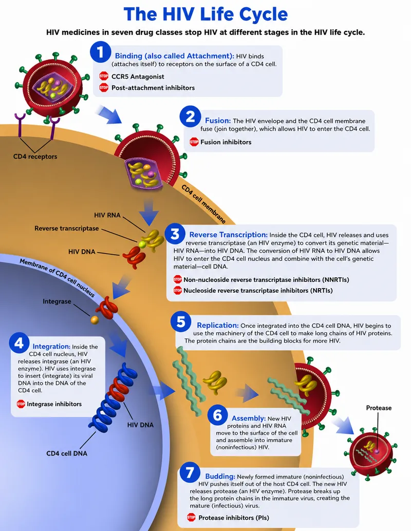 HIV Life Cycle & Drug Targets