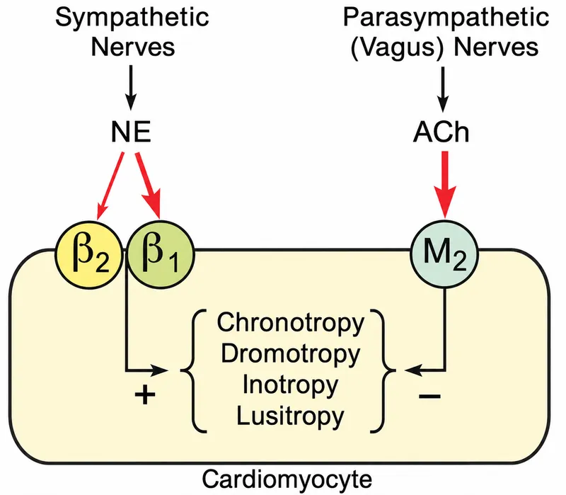 Autonomic control of cardiac contractility via receptors