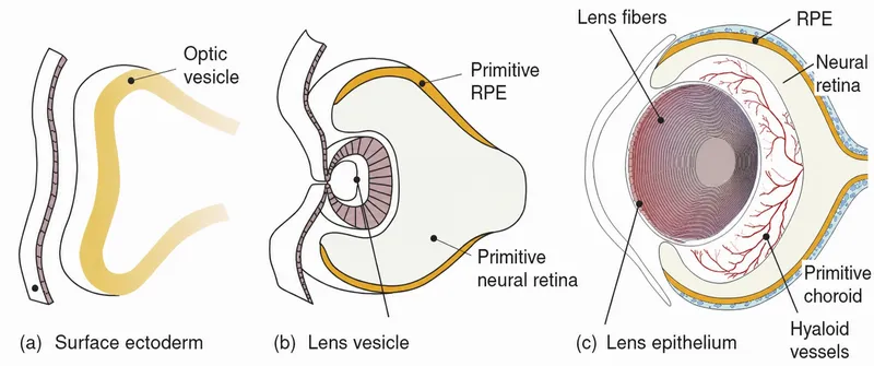 lens embryology development stages