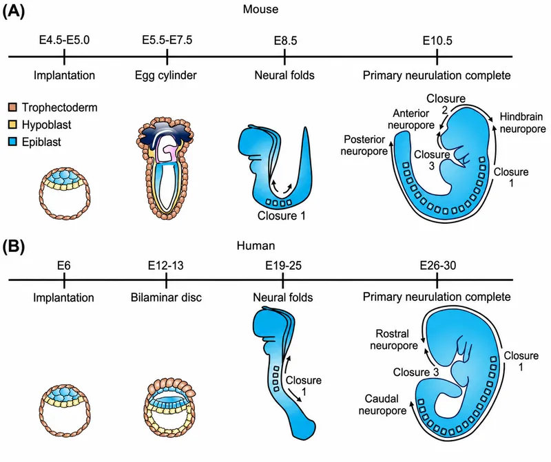 Neural Tube Closure Timeline: Mouse vs. Human