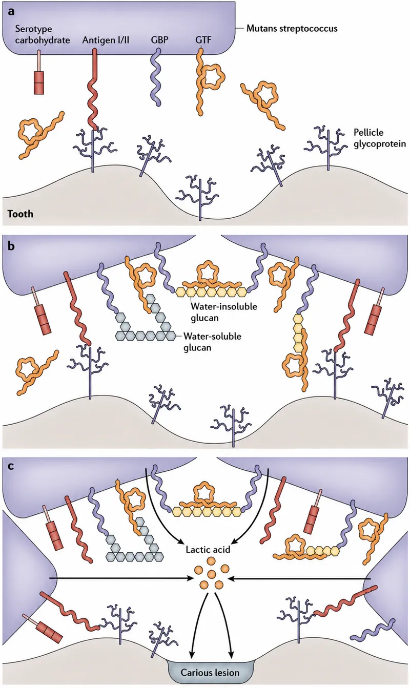 Dental Plaque Formation by Mutans Streptococci