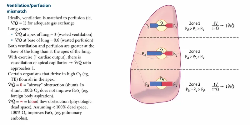 ventilation perfusion matching diagram