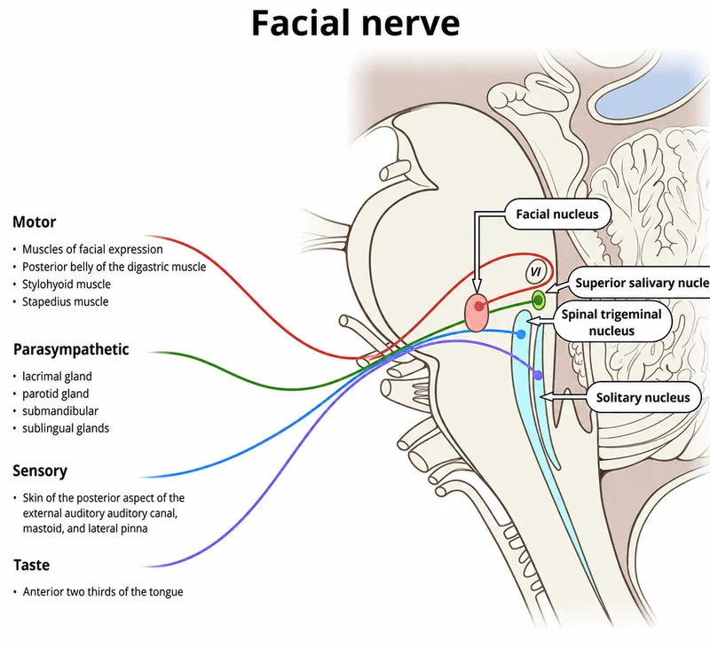 Facial nerve nuclei and functions