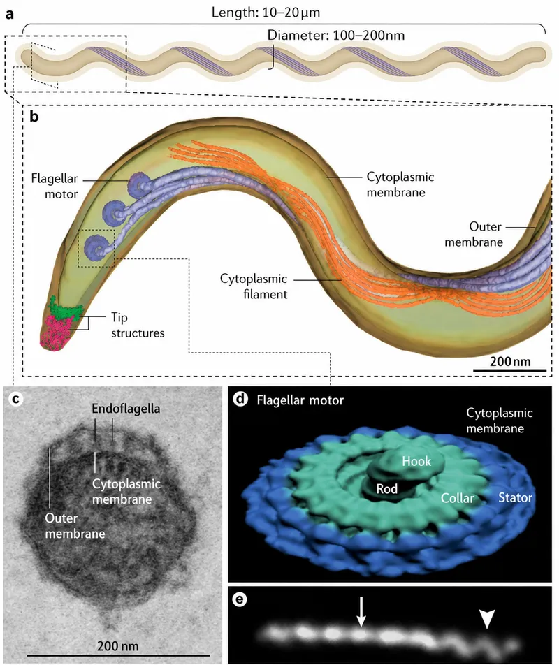 Treponema pallidum structure and flagellar motor