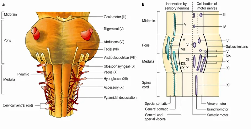 Brainstem anatomy and cranial nerve origins