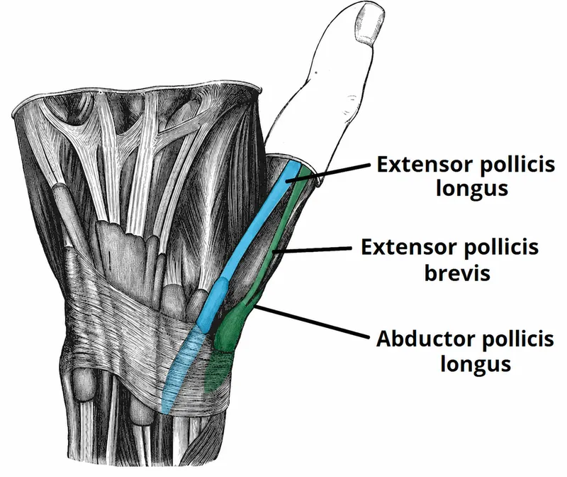 Anatomical Snuffbox Boundaries