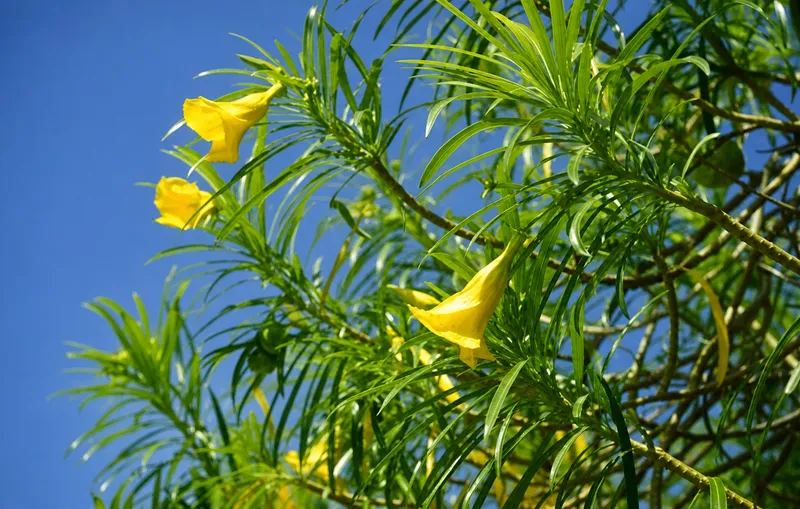 Yellow Oleander (Thevetia peruviana) flower and fruit