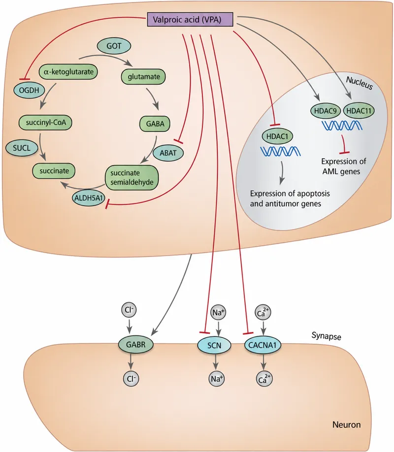 Valproic acid (VPA) mechanisms of action