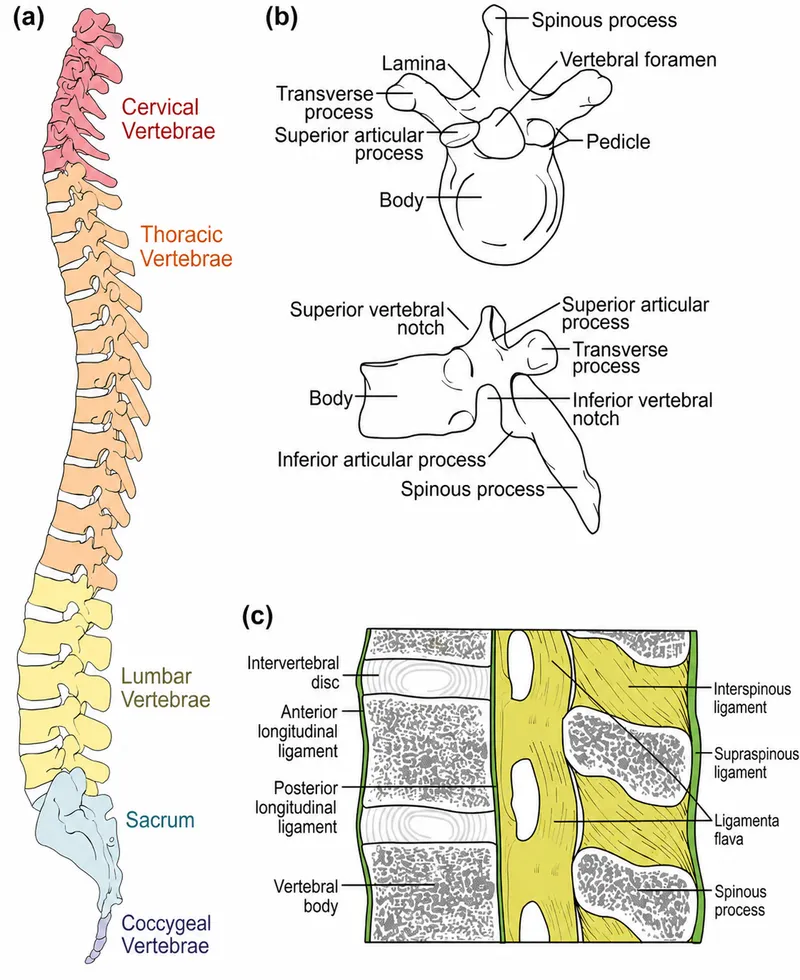 Spine Anatomy: Vertebrae, Ligaments, and Regions