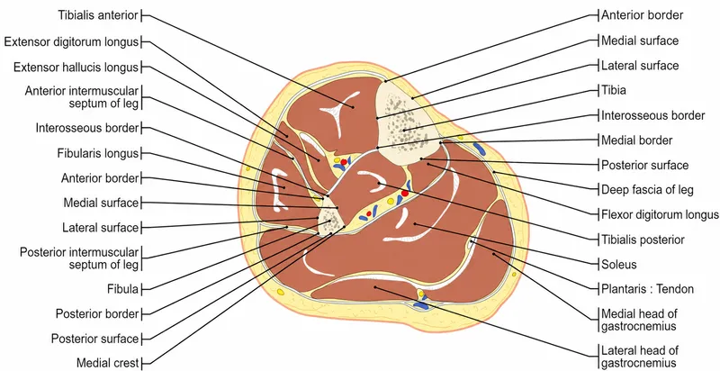 Axial cross-section of mid-leg with muscle compartments