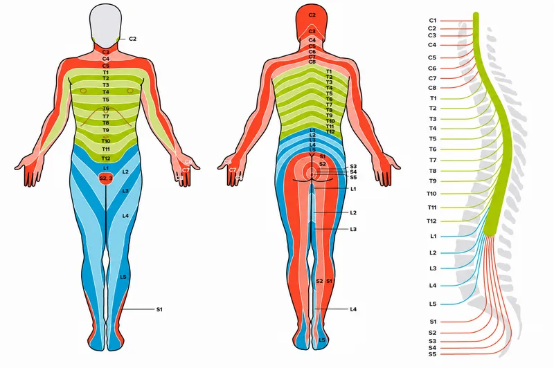 Dermatome map with spinal nerve roots
