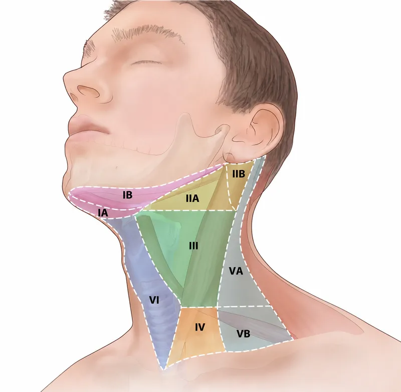 Lymph Node Groups of the Neck