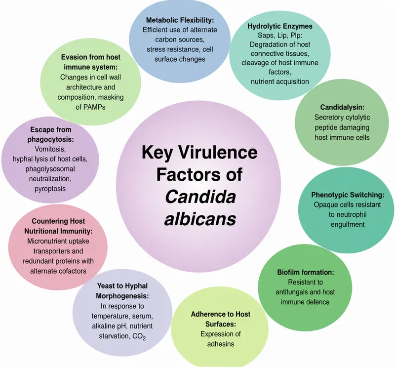 Key Virulence Factors of Candida albicans Diagram