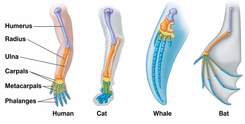 Comparative Anatomy: Homologous Forelimbs