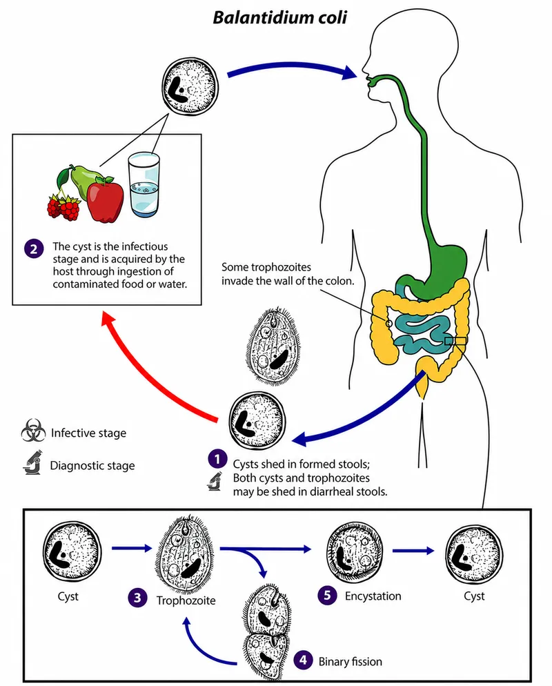 Balantidium coli life cycle diagram