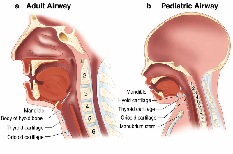 Adult vs. Pediatric Airway Anatomy Comparison
