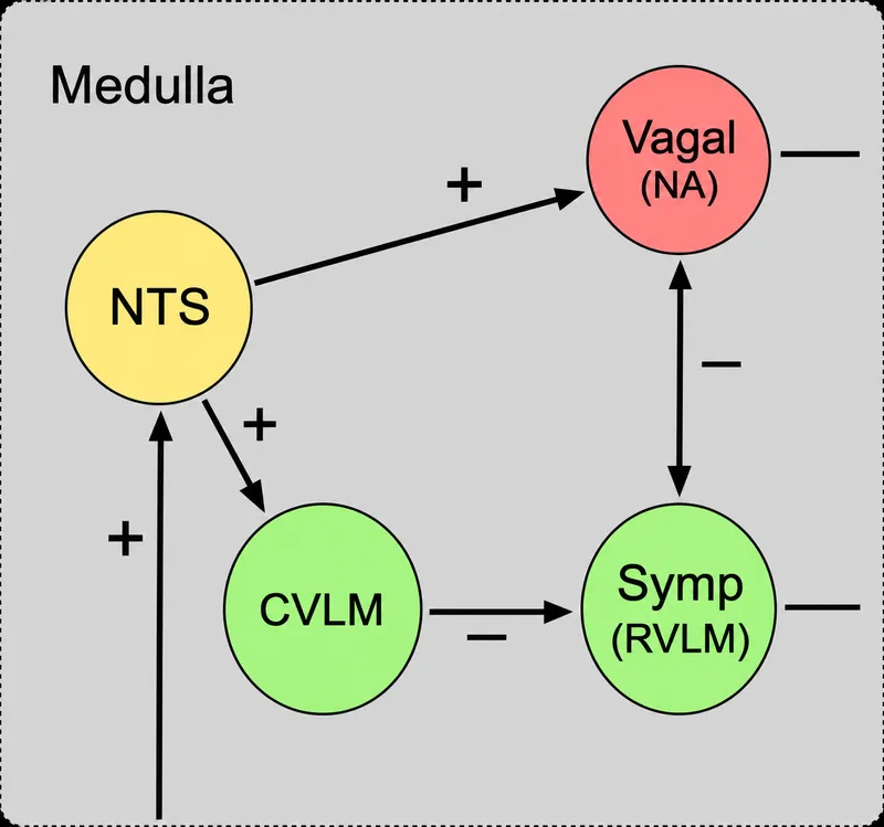 Autonomic control of heart rate in the medulla