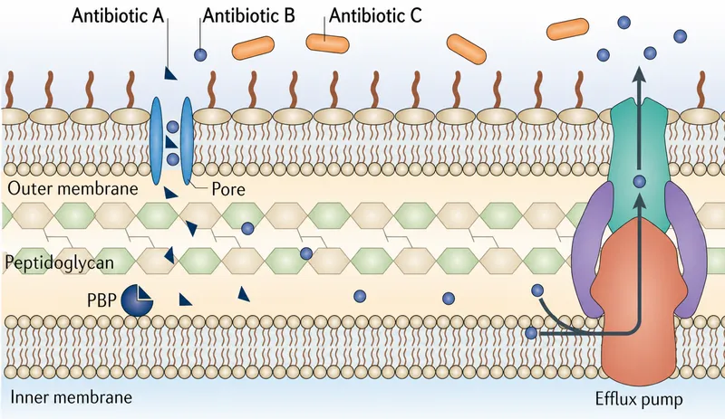 Mechanisms of Antibiotic Resistance in Bacteria