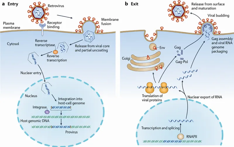 Retrovirus Replication Cycle: Entry, Integration, and Exit