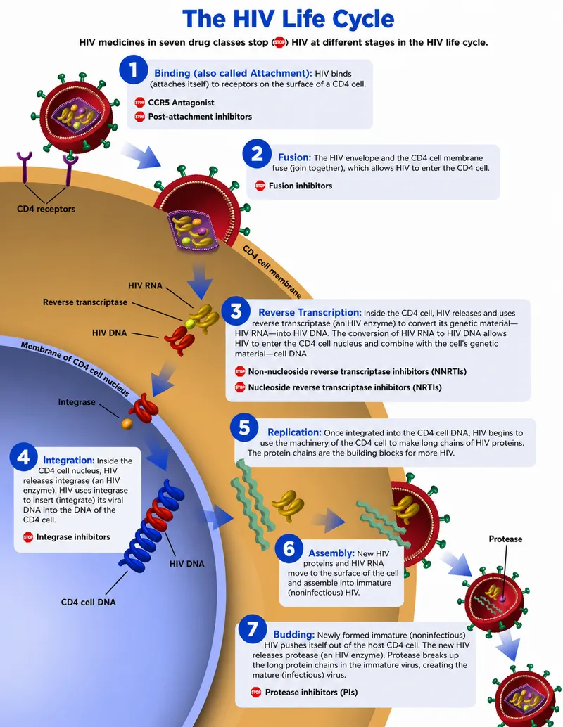 HIV Life Cycle & Drug Targets