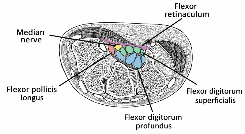 Cross-section of carpal tunnel with median nerve
