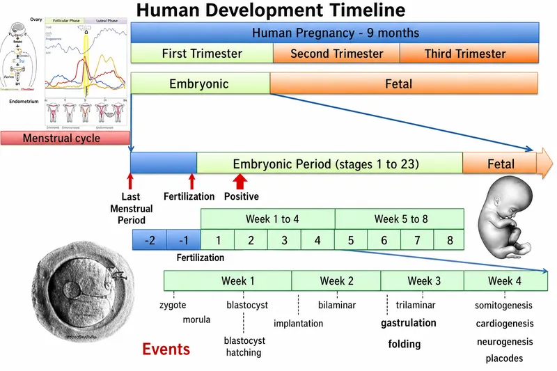 Embryonic development stages from fertilization to organogenesis