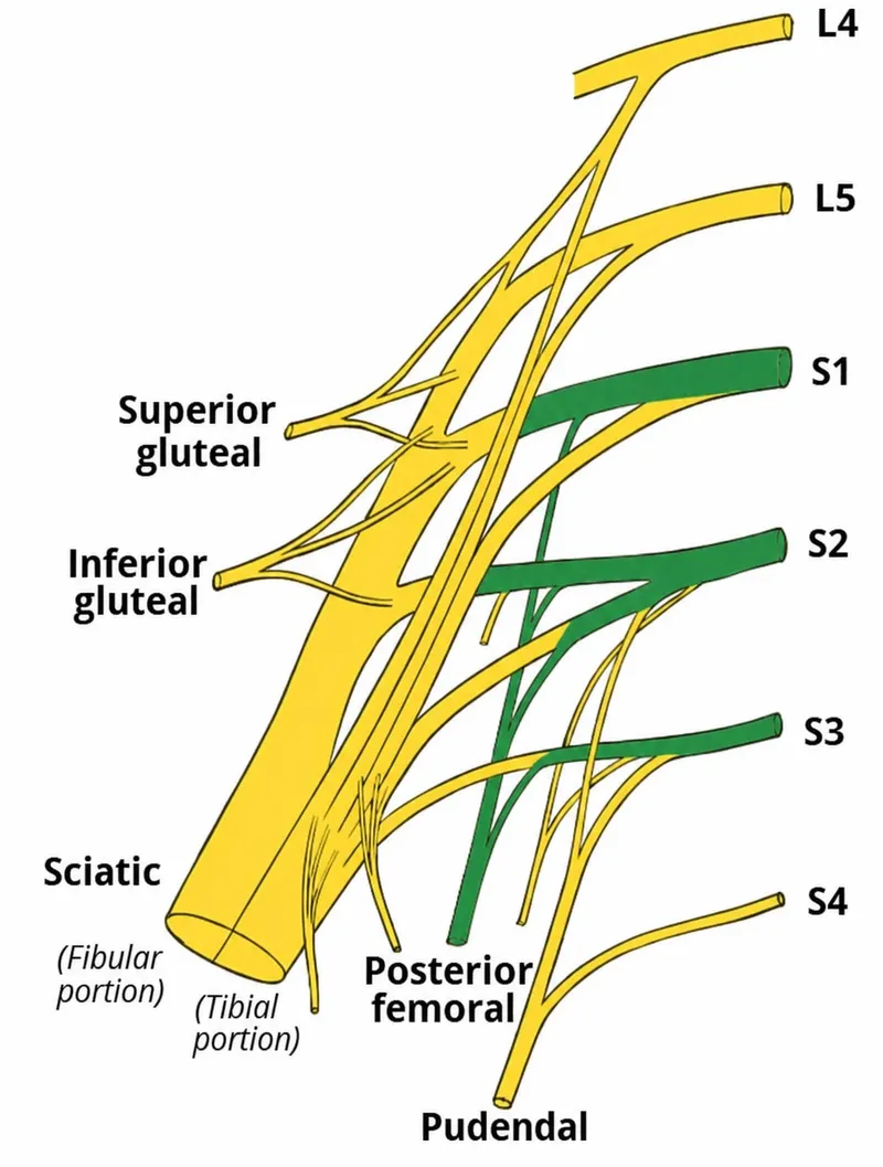 Sacral Plexus: Nerve Roots L4-S4 and Major Branches