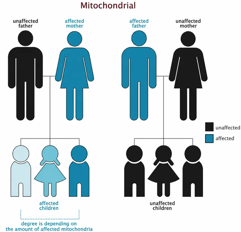 Mitochondrial Inheritance Pattern Diagram