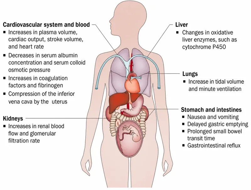 Maternal Physiological Adaptations to Pregnancy