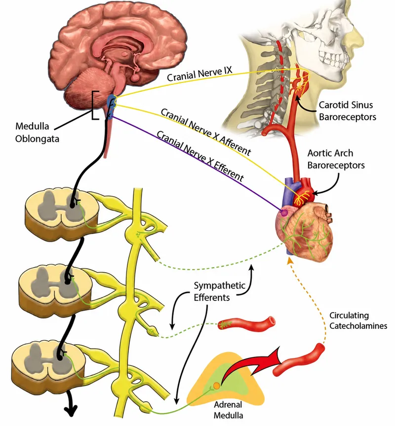Neural control of cardiovascular function