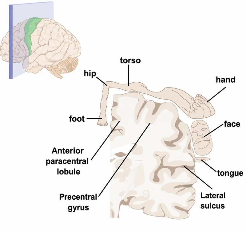 Motor homunculus with brain slice showing body map
