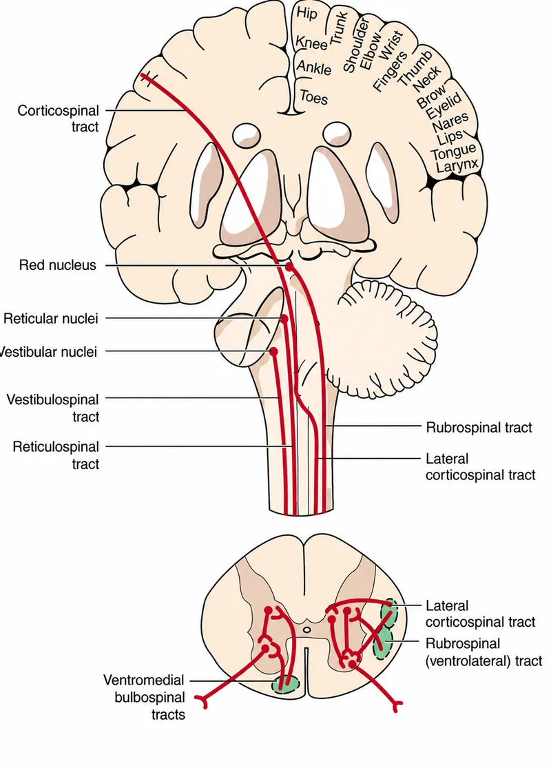 Alternative Motor Pathways and Corticospinal Tracts