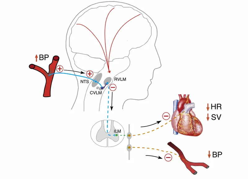 Baroreflex arc pathway diagram