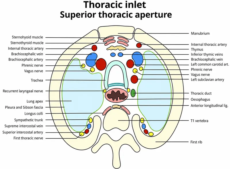 Thoracic Inlet: Superior View of Neurovascular Structures