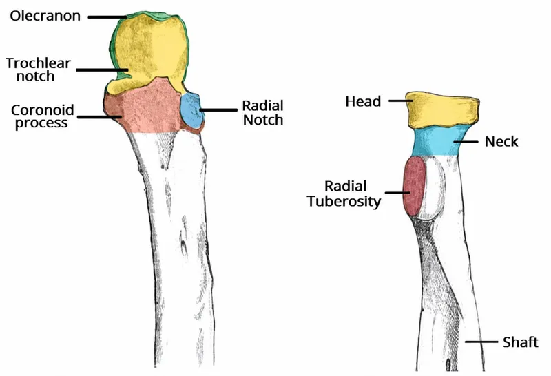 Proximal Ulna and Radius Anatomy