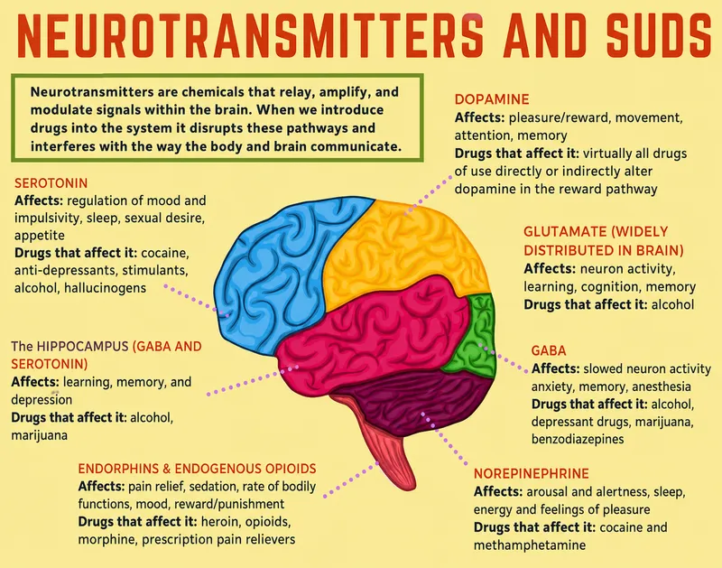 Neurotransmitters and SUDs: Brain Regions and Affected Drugs