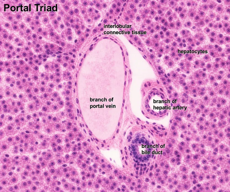 Histology of liver portal triad
