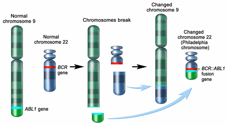 Philadelphia chromosome formation