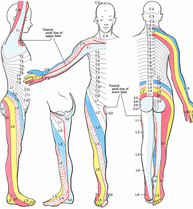 Lumbar and Sacral Dermatomes of the Lower Limb