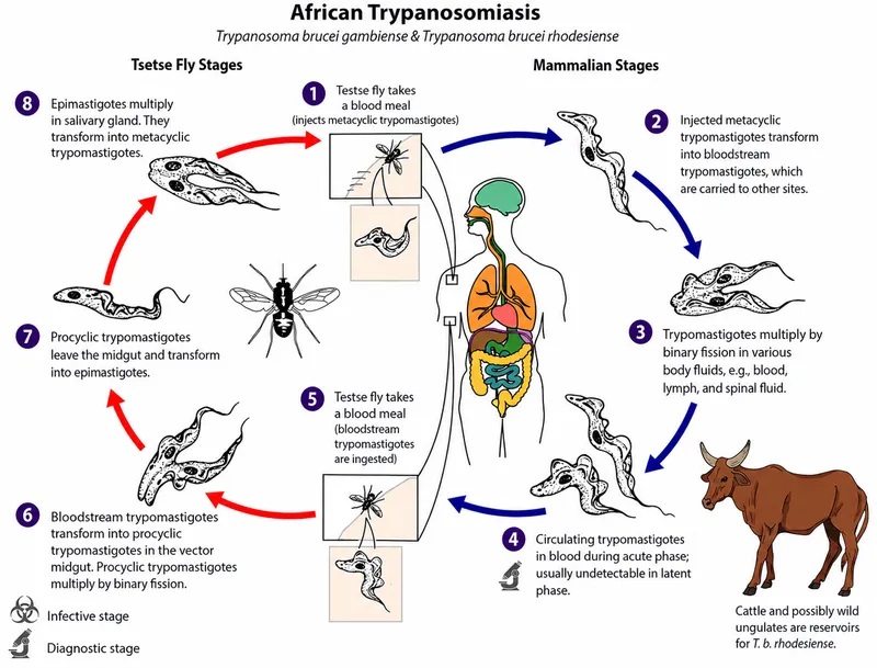 Life Cycle of Trypanosoma brucei