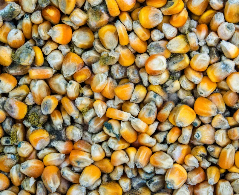 Aspergillus flavus mold on corn kernels
