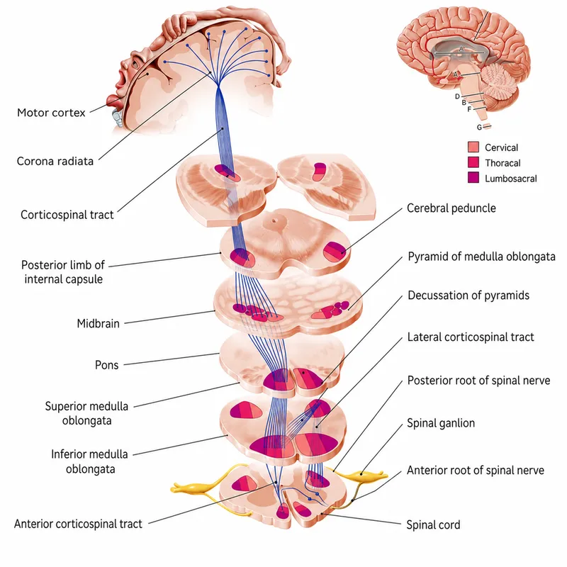 Corticospinal Tracts: Origin, Course, and Decussation