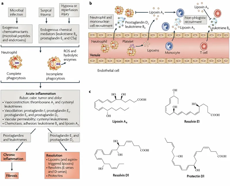 Mediators and resolution of inflammation
