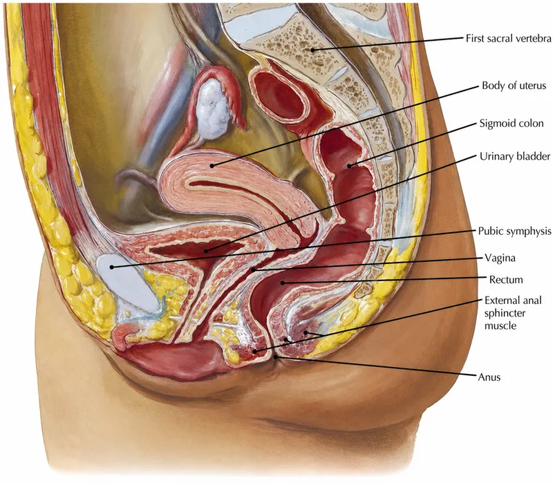 Female Pelvis Mid-Sagittal View