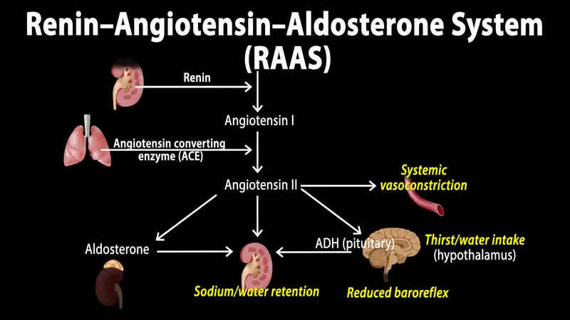 Renin-Angiotensin-Aldosterone System (RAAS) pathway